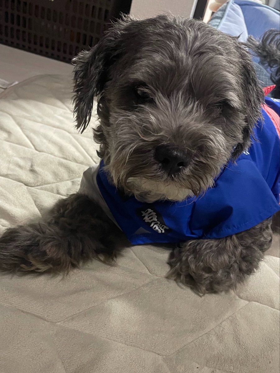 Heisei__13nen's tweet photo. Meet Daimon 🐾
A moody, gentle, food-loving Shih Tzu × Poodle mix. ❤️
He stays by my side when I’m sad or sick.
His funniest habit? Air-swimming before bath time! 😂🐶

#FromPetToTatari #ClashOfCritters https://t.co/1tLFjwD8hh