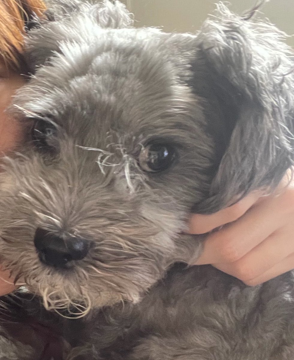 Heisei__13nen's tweet photo. Meet Daimon 🐾
A moody, gentle, food-loving Shih Tzu × Poodle mix. ❤️
He stays by my side when I’m sad or sick.
His funniest habit? Air-swimming before bath time! 😂🐶

#FromPetToTatari #ClashOfCritters https://t.co/1tLFjwD8hh