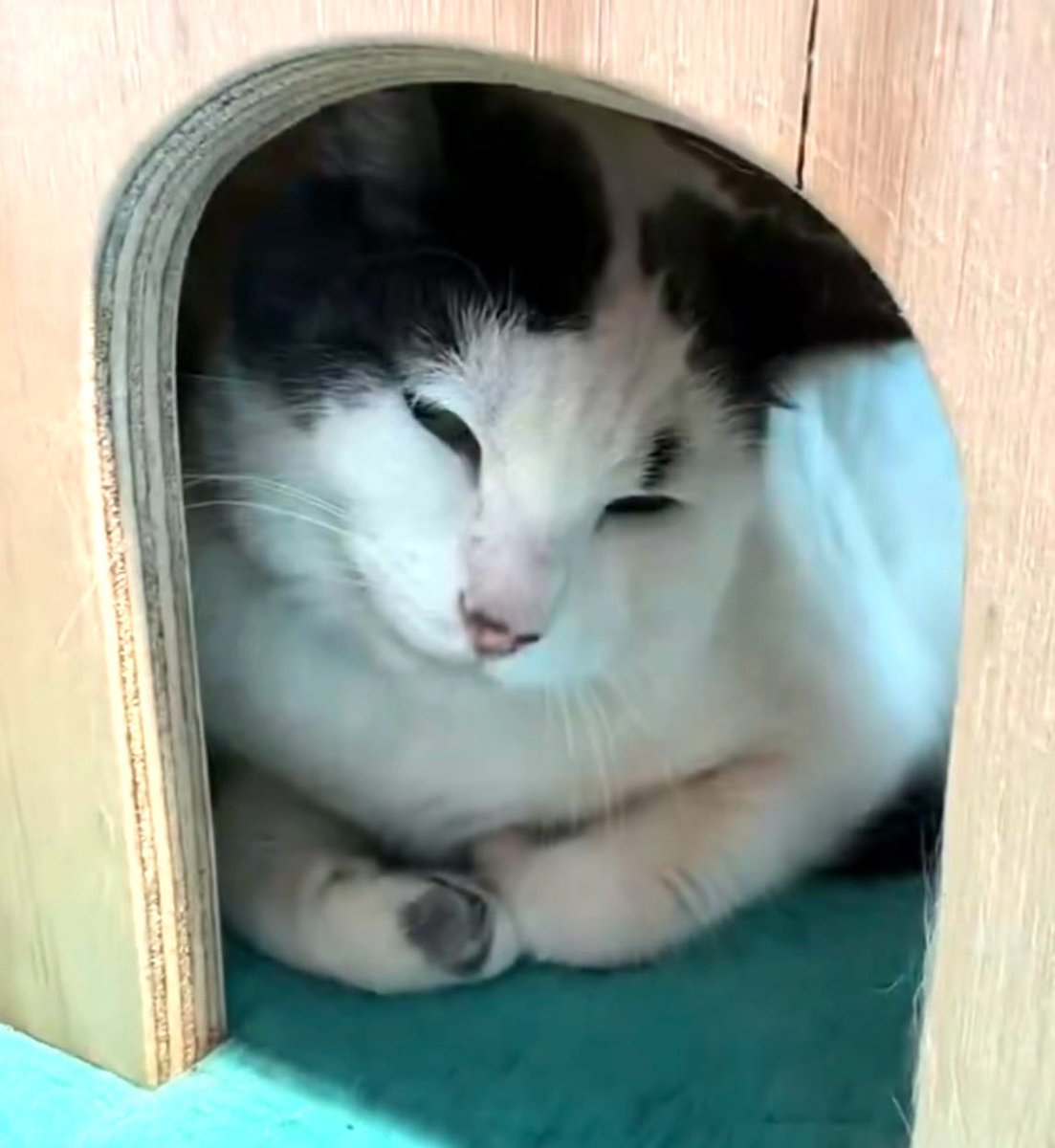 catgirl321's tweet photo. #forgottensoulshour
Hosted by @AdoptRescueCats
Super friendly, very affectionate ROCK N’ ROLL @eastvalleybun is longing for a #FOREVER #HOME to call his own… could that be with YOU?
#USA #LosAngeles #CA #cats #rehomehour @MillieOTLFP #rescue #AdoptDontShop
PLEASE #RT #SHARE✔️ https://t.co/3hG4lfaAMG