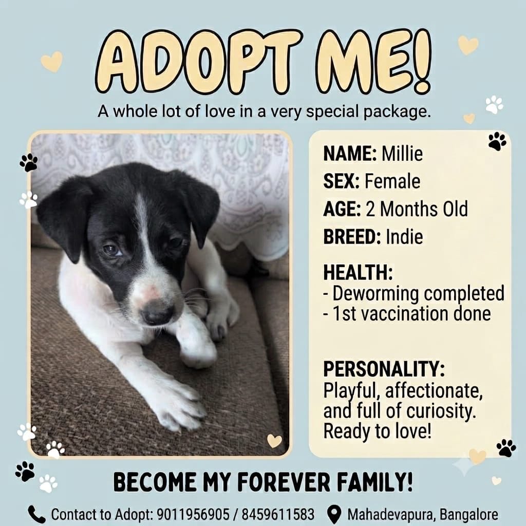 kaalicharan's tweet photo. Bangalore puppy adoption! 🐶 https://t.co/juSvzAPg7B