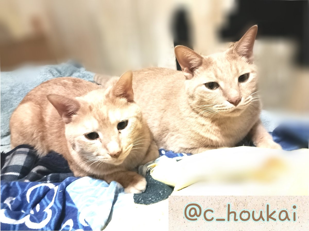 c_houkai's tweet photo. 9/26 ご支援品有難う御座います

キャットスマック6.5kg×2
仕切りカーテン
───────
M様
匿名様
この度はご支援くださり誠に有難う御座いました。全部屋扉が無い状態ですのでエアコン部屋の仕切りに使用させていただきました。
フードも大変助かります…
本当に有難う御座いました。 https://t.co/qVsi8CFhjR