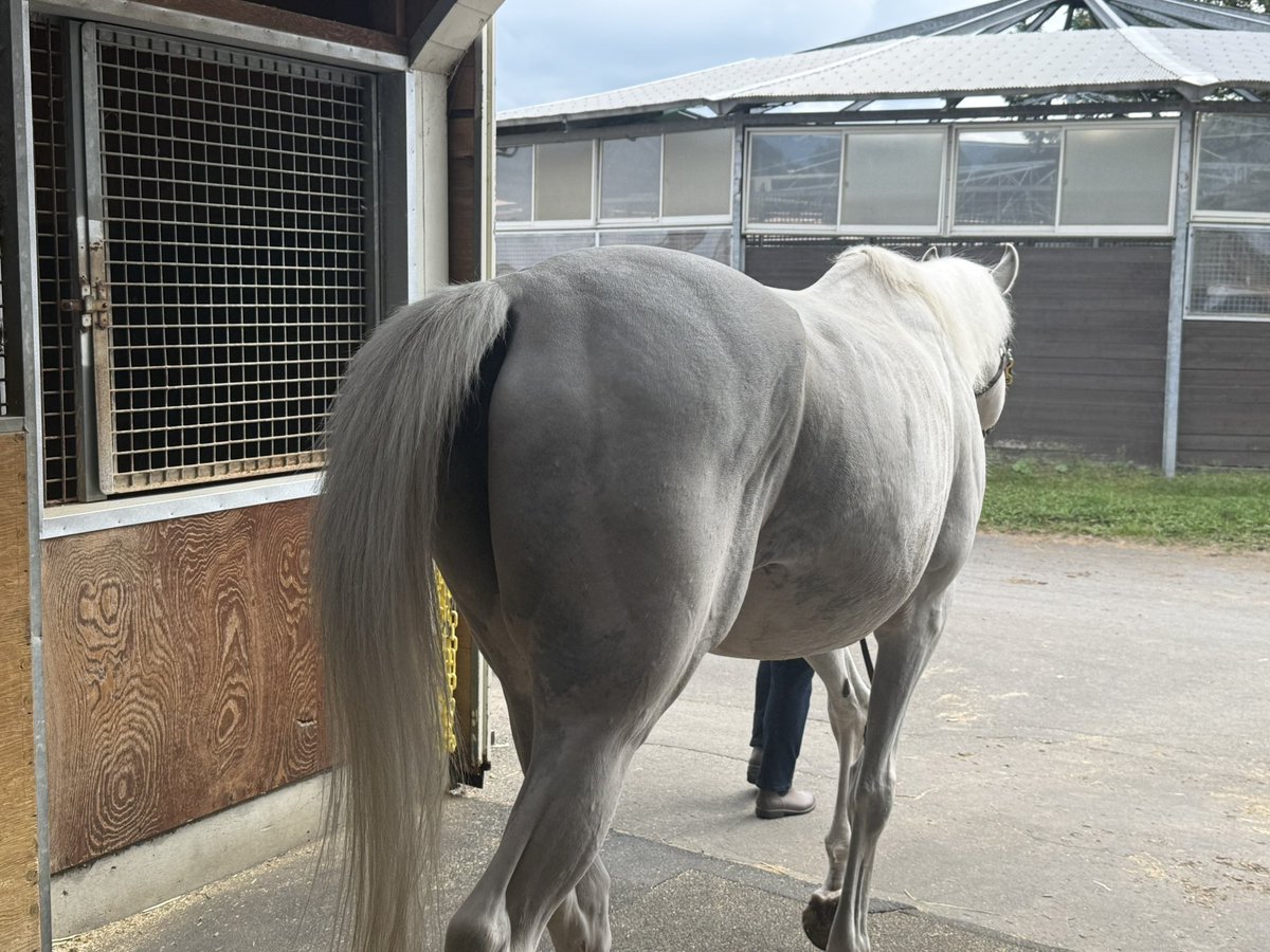 arika_sp's tweet photo. 26‘道オフ振り返り4日目その1
お馬さんを見たく今日はここへ
にんじんクッキーがニンジンの匂いが強くとても美味しそうだった。
お馬の世界も予言者でなければいけないらしい。
#予言者北海道オフ https://t.co/01Ll3Drogj