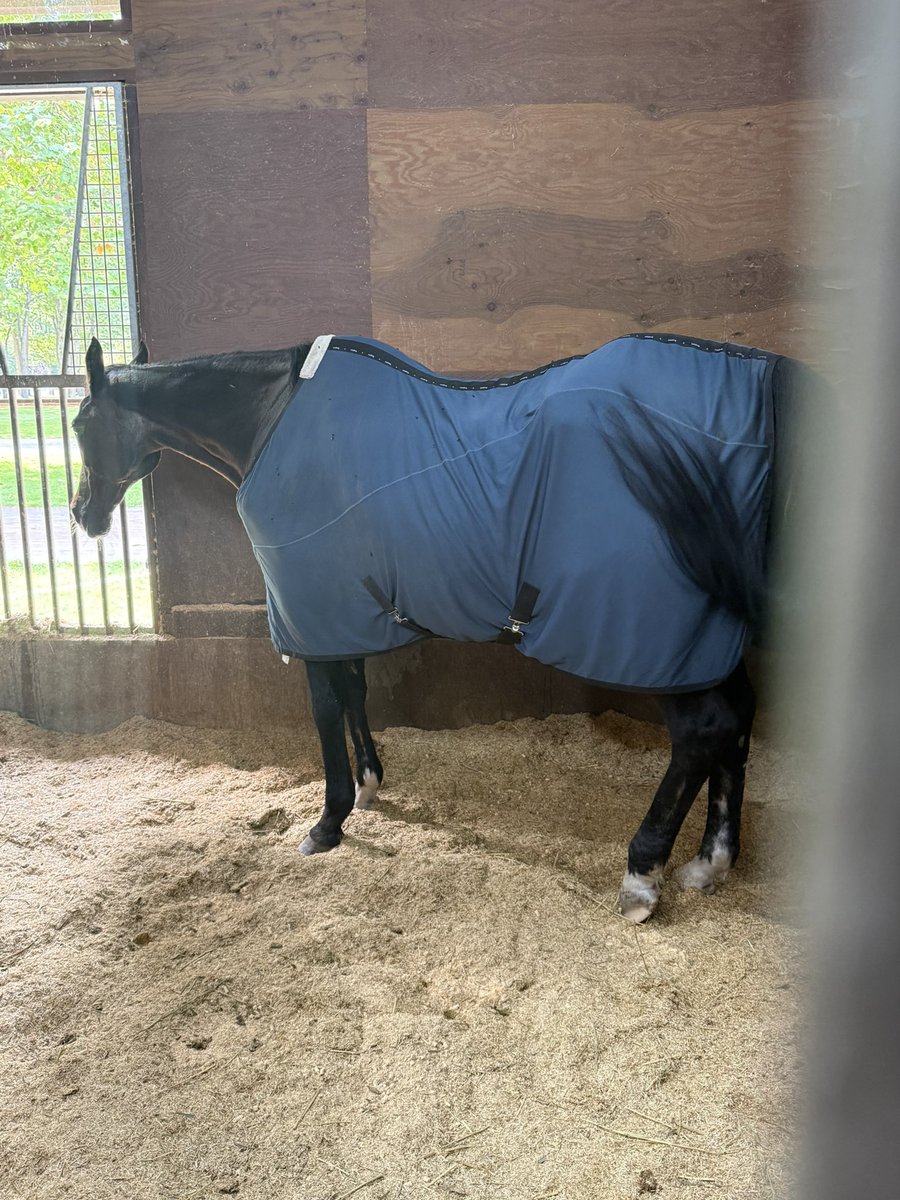 arika_sp's tweet photo. 26‘道オフ振り返り4日目その1
お馬さんを見たく今日はここへ
にんじんクッキーがニンジンの匂いが強くとても美味しそうだった。
お馬の世界も予言者でなければいけないらしい。
#予言者北海道オフ https://t.co/01Ll3Drogj