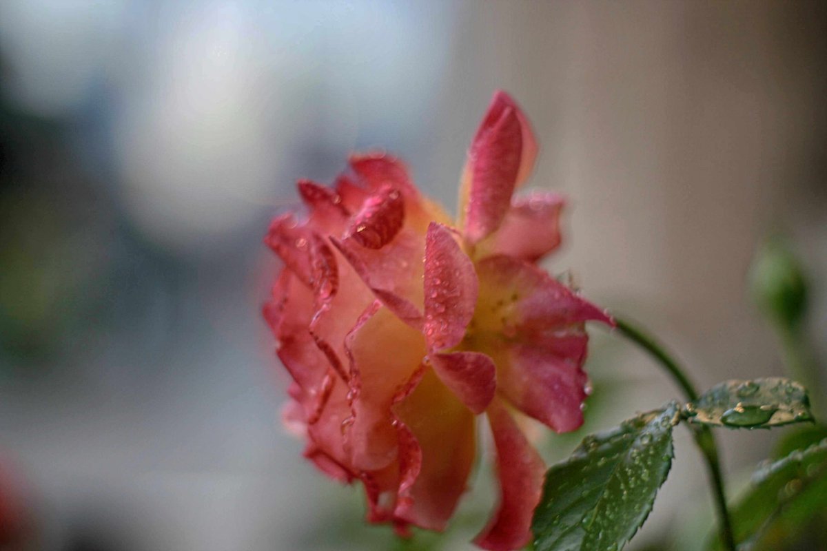 FreidaDakeqf's tweet photo. A good outing this morning. A downpour interrupted, so I drove to the grocery store, then returned when it stopped. Definitely a keeper: the manual-focus SMC Takumar 50mm f/1. 4 in M42 mount, adapted to my $20 Canon EOS Rebel XTi. https://t.co/wsFWXjTCGb