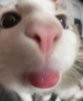 The_silly_Anjo's tweet photo. Drawing or painting random things until someone tells me to stop and never do it again. (God its been 2 years and my art is still dogpoop) bonus cat https://t.co/6sfLchOyBv