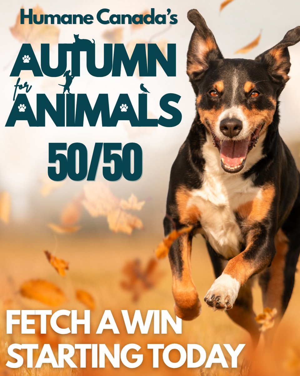 HumaneCanada's tweet photo. 🍂🐾 Autumn is here... and it's for the animals! 🐾🍂 Our 50/50 starts today, giving you the chance to win cash and help animals.
https://t.co/6A6727Bx77

Every tix strengthens animal welfare to create a brighter future for animals.🐶🐱 
*Open to residents of Ontario, 18 yrs+ https://t.co/bY34q7M0S7