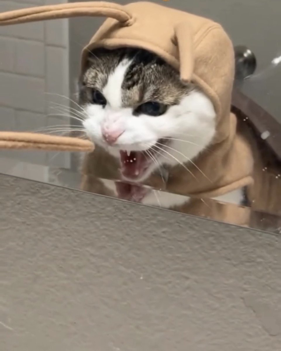 catwithaura's tweet photo. Buying this halloween costume for my cat was a huge mistake https://t.co/kdWkUBmAbM