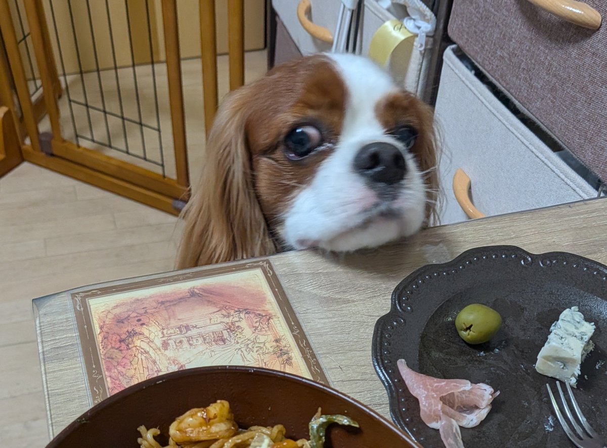 cavalaios0831's tweet photo. 焼きそばと生ハムを狙う犬
やめとけ。腹壊すぞ。 https://t.co/pCCc3sn2Vg