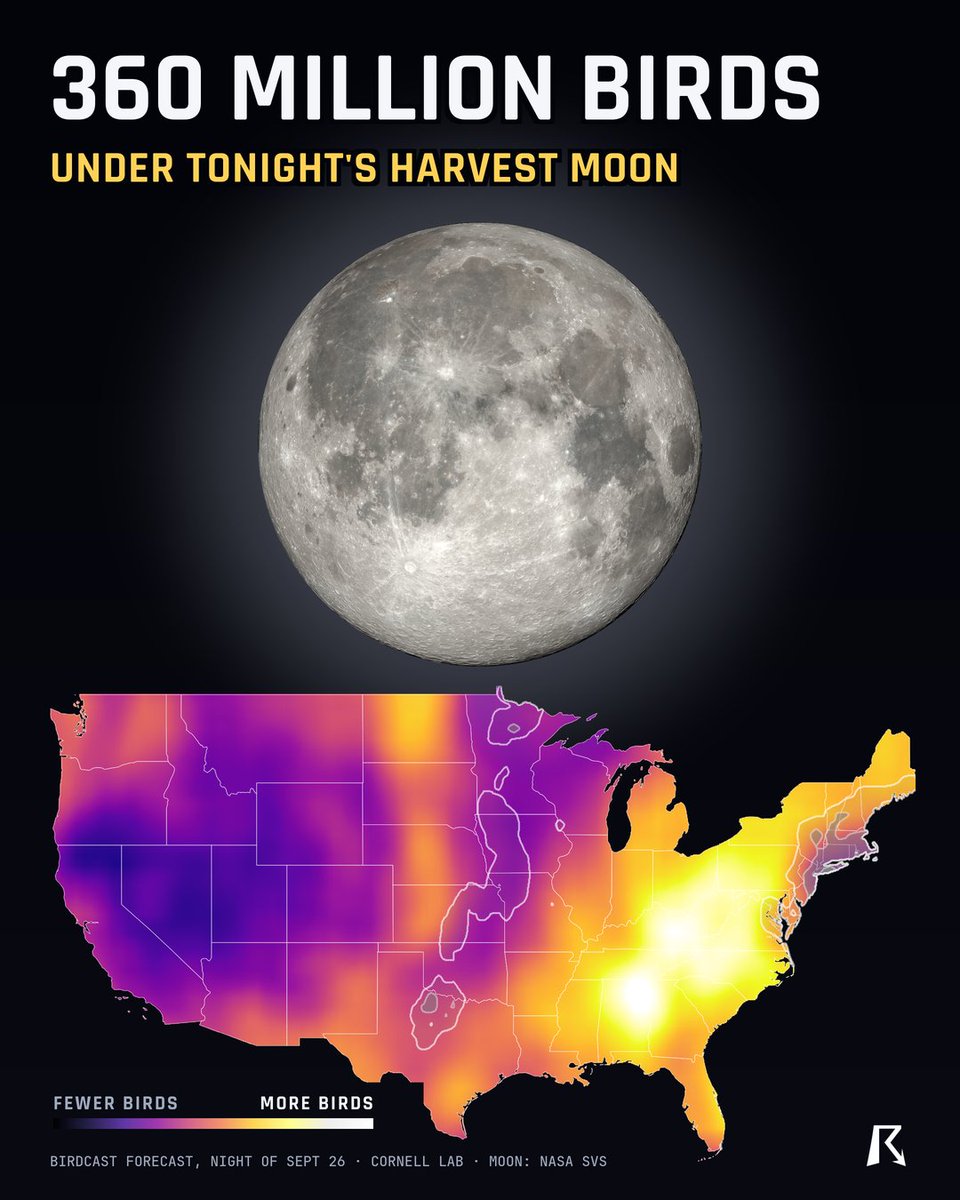 ryanhallyall's tweet photo. Tonight's full moon is the Harvest Moon, and it's rising on one of the biggest bird nights of the fall.

About 360 million birds are forecast to fly over the US tonight. The most will be over Alabama, Tennessee, Kentucky, West Virginia and Virginia.

The moon comes up right around sunset. After dark, if your sky is clear, point a pair of binoculars at it, hold steady and wait. Sooner or later a bird will fly right across it.

If you can, turn off outdoor lights you don't need tonight. Bright lights pull birds off course when they fly at night.