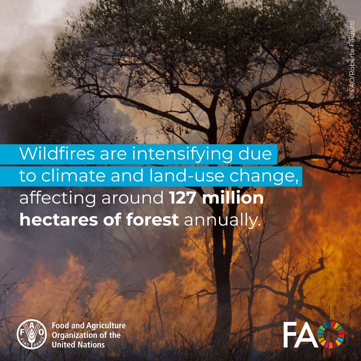 FAOForestry's tweet photo. Wildfires are intensifying due to climate and land-use change, affecting around 100 million hectares of forest annually.

Read about the @FAO-hosted Global Fire Management Hub 👉 https://t.co/OeQwWNhorn

#ClimateAction #GlobalFireHub https://t.co/8yp4T2IZH9