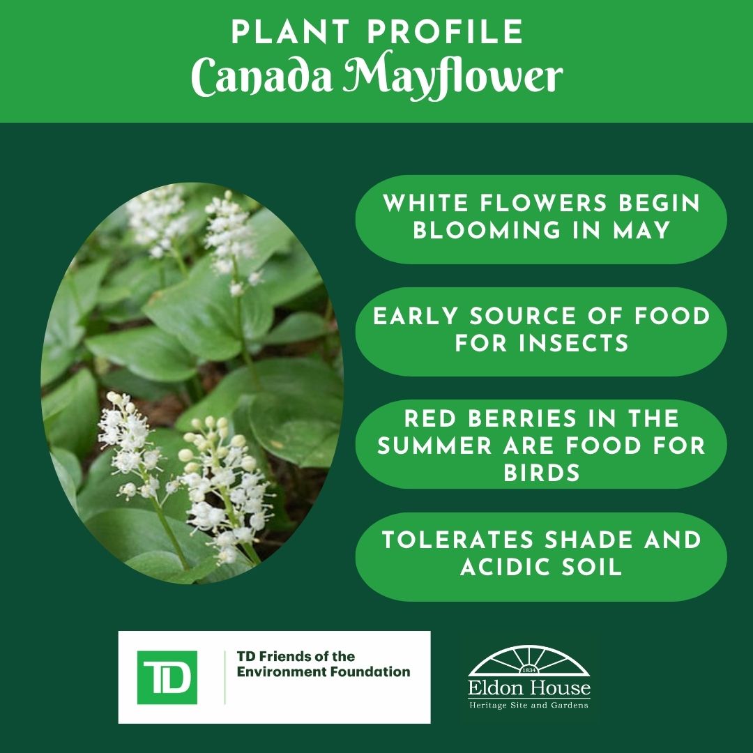 EldonHouse1834's tweet photo. In a couple of weeks it will be time to plant Canada Mayflower. This spring plant is a great native alternative to lily of the valley.
#TDCanada #NativePlant https://t.co/BCooxpA2rA