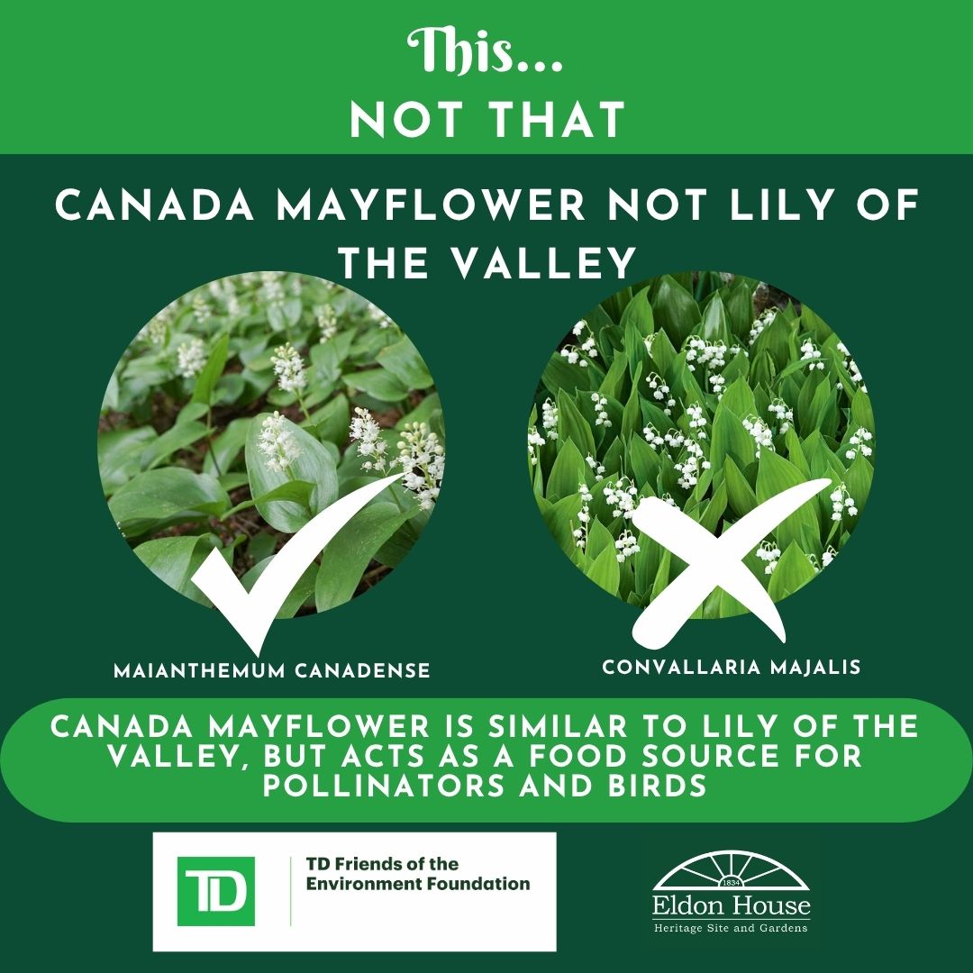 EldonHouse1834's tweet photo. In a couple of weeks it will be time to plant Canada Mayflower. This spring plant is a great native alternative to lily of the valley.
#TDCanada #NativePlant https://t.co/BCooxpA2rA