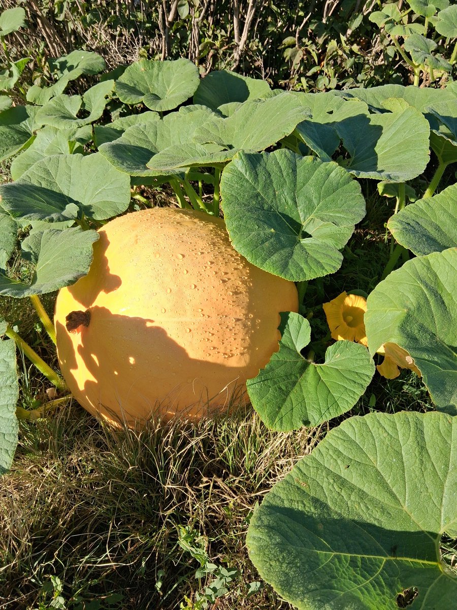 Jessica50361568's tweet photo. Pumpkin time😁 https://t.co/paN9gkNmAw