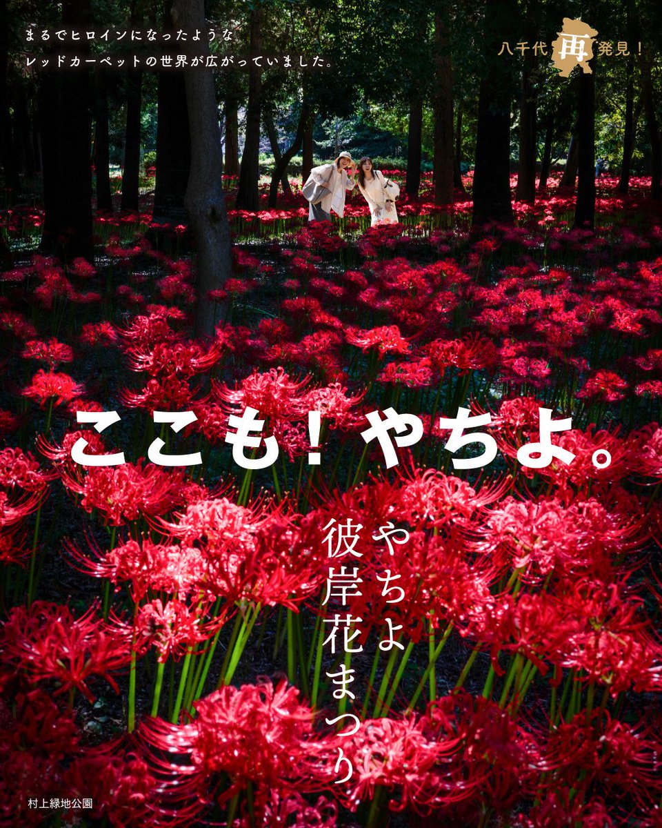 tomiokamiu's tweet photo. 八千代市の名所の一つ、｢彼岸花｣
｢ #やちよ彼岸花まつり｣に行ってきました😊

今回ポスターでご協力させていただいたこと、とても光栄で幸せです🥰

私の大好きなりんご飴も頂きながら最終日の前日ギリギリセーフで楽しませていただきました💕

彼岸花まつりと、観光協会のご関係者の皆さまに感謝です！