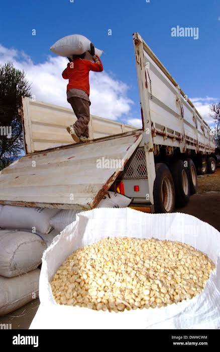 ValChibs's tweet photo. Neighbours showing up for neighbours.
Zimbabwe has donated 10 tonsof food supplies to support communities affected by drought in Botswana’s Bobirwa District.

Beyond diplomacy, this is what regional cooperation should look like, practical solidarity when communities need it most. https://t.co/nrzaQEtGoy
