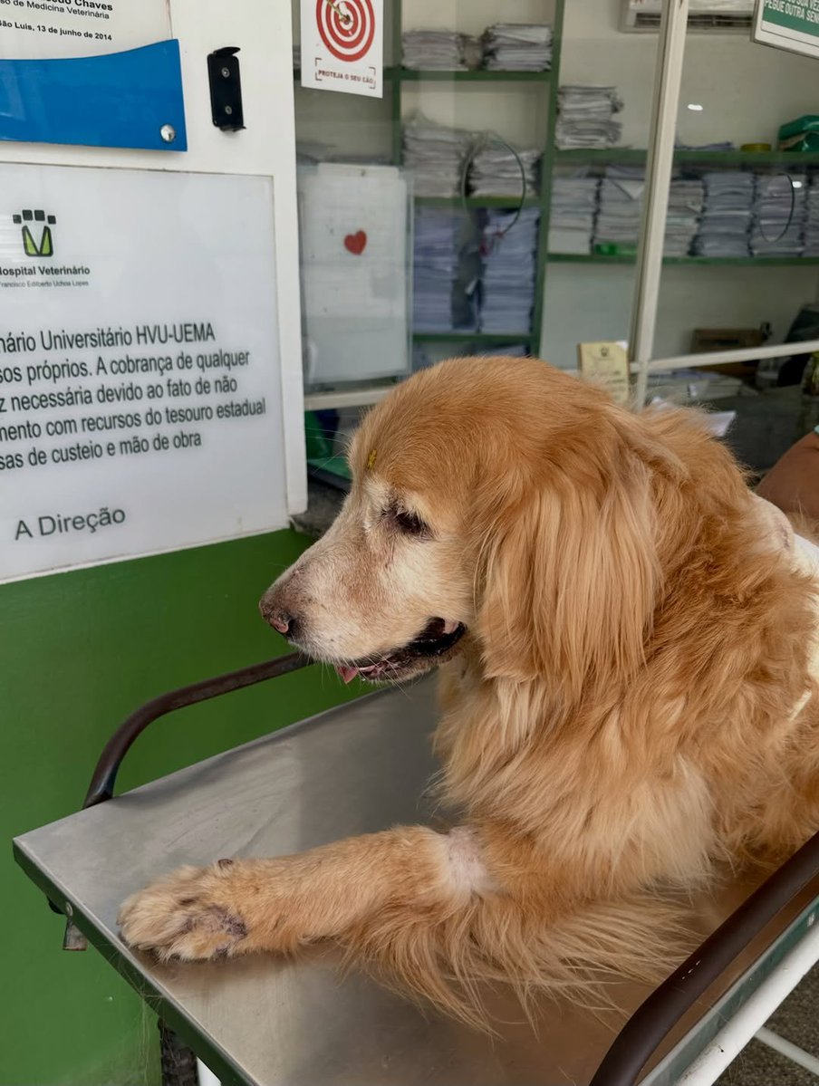 PawsOfHope4's tweet photo. And then, the discharge arrived. 🙌❤️

Those were intense days. Days of fear, anguish, hope, tears, and many prayers.

Before the surgery, we carried so many questions. During those hours of waiting, a single desire occupied our entire hearts: that she would come back to us.

And she did.

She returned with a different body. A paw was missing, her balance was no longer the same, and there was a new reality to discover.

While we were still trying to understand everything that had happened, Donatella simply began.

She tried to stand. She sought her new balance. She took her first steps.

And she taught us, once again, something that perhaps we humans take a lifetime to learn: she didn't dwell on what she had lost. She simply recognized the life that continued there.

And she moved on. ❤️

The news we had been waiting for arrived: Donatella was discharged.

We know there is still a road ahead.  There will be adaptation, care, discoveries, and many new steps. We don't want to think about how much is still to come.

We want to look back and realize how much she has already overcome.

Because, despite everything, she continues to be our Donatella. The same sweetness. The same love. The same unique way of hers.

And an immense will to live.

Yesterday was a day to give thanks.

Today is a day to start again. ❤️

Our golden princess is back home.

And we will be by her side, every step of the way. 🐾✨
