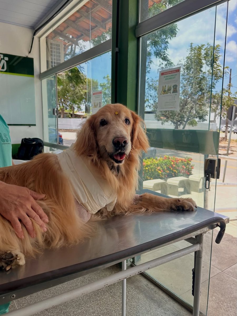 PawsOfHope4's tweet photo. And then, the discharge arrived. 🙌❤️

Those were intense days. Days of fear, anguish, hope, tears, and many prayers.

Before the surgery, we carried so many questions. During those hours of waiting, a single desire occupied our entire hearts: that she would come back to us.

And she did.

She returned with a different body. A paw was missing, her balance was no longer the same, and there was a new reality to discover.

While we were still trying to understand everything that had happened, Donatella simply began.

She tried to stand. She sought her new balance. She took her first steps.

And she taught us, once again, something that perhaps we humans take a lifetime to learn: she didn't dwell on what she had lost. She simply recognized the life that continued there.

And she moved on. ❤️

The news we had been waiting for arrived: Donatella was discharged.

We know there is still a road ahead.  There will be adaptation, care, discoveries, and many new steps. We don't want to think about how much is still to come.

We want to look back and realize how much she has already overcome.

Because, despite everything, she continues to be our Donatella. The same sweetness. The same love. The same unique way of hers.

And an immense will to live.

Yesterday was a day to give thanks.

Today is a day to start again. ❤️

Our golden princess is back home.

And we will be by her side, every step of the way. 🐾✨