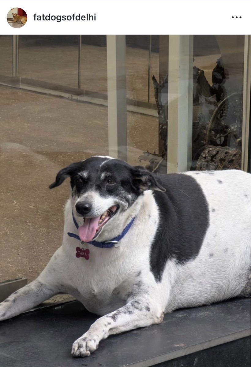 MrNarci's tweet photo. I’m on Team Tara to take it all in #FatDogsOfDelhi Bracket just cuz oomf @BashaBazoukBack has fed her #SupportYourOomfs #SupportTara https://t.co/MhFW8jnbQO