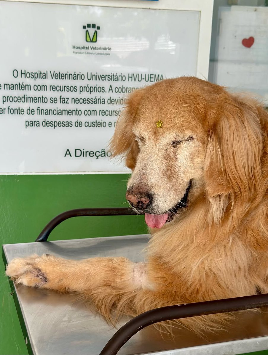 PawsOfHope4's tweet photo. And then, the discharge arrived. 🙌❤️

Those were intense days. Days of fear, anguish, hope, tears, and many prayers.

Before the surgery, we carried so many questions. During those hours of waiting, a single desire occupied our entire hearts: that she would come back to us.

And she did.

She returned with a different body. A paw was missing, her balance was no longer the same, and there was a new reality to discover.

While we were still trying to understand everything that had happened, Donatella simply began.

She tried to stand. She sought her new balance. She took her first steps.

And she taught us, once again, something that perhaps we humans take a lifetime to learn: she didn't dwell on what she had lost. She simply recognized the life that continued there.

And she moved on. ❤️

The news we had been waiting for arrived: Donatella was discharged.

We know there is still a road ahead.  There will be adaptation, care, discoveries, and many new steps. We don't want to think about how much is still to come.

We want to look back and realize how much she has already overcome.

Because, despite everything, she continues to be our Donatella. The same sweetness. The same love. The same unique way of hers.

And an immense will to live.

Yesterday was a day to give thanks.

Today is a day to start again. ❤️

Our golden princess is back home.

And we will be by her side, every step of the way. 🐾✨