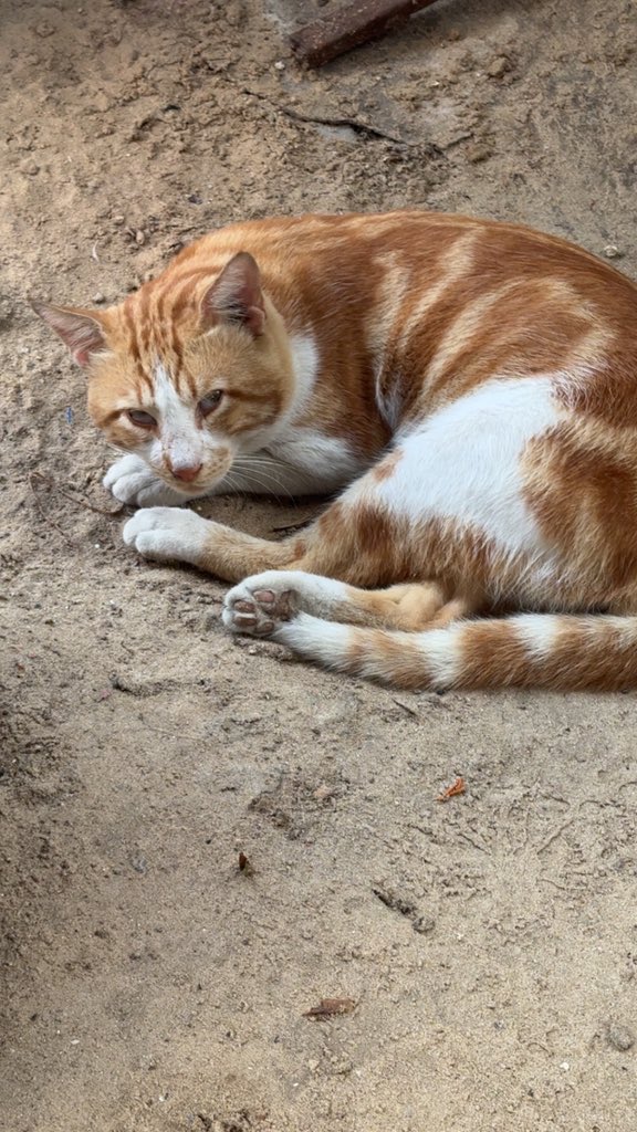 Mo7mmd30's tweet photo. My cats and i are still alive here in Gaza🇵🇸 https://t.co/Bict9NPYfP
