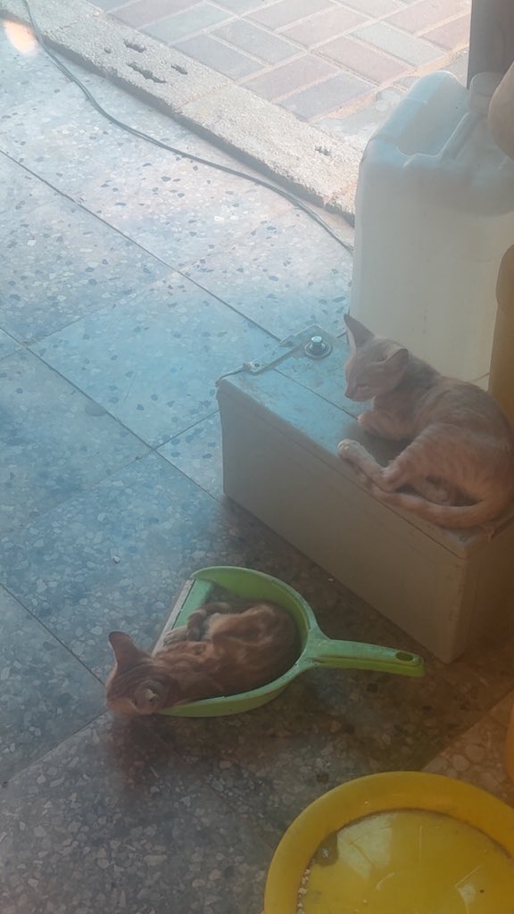 Mo7mmd30's tweet photo. My cats and i are still alive here in Gaza🇵🇸 https://t.co/Bict9NPYfP
