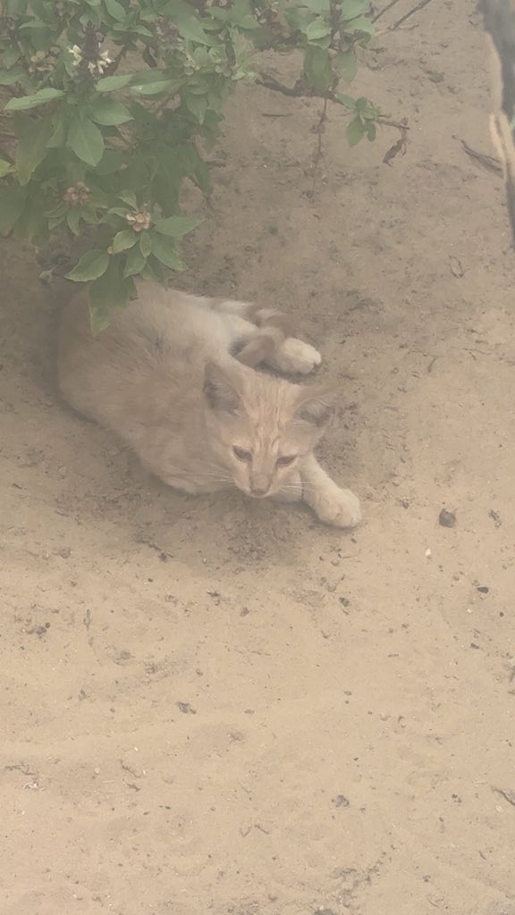 Mo7mmd30's tweet photo. My cats and i are still alive here in Gaza🇵🇸 https://t.co/Bict9NPYfP