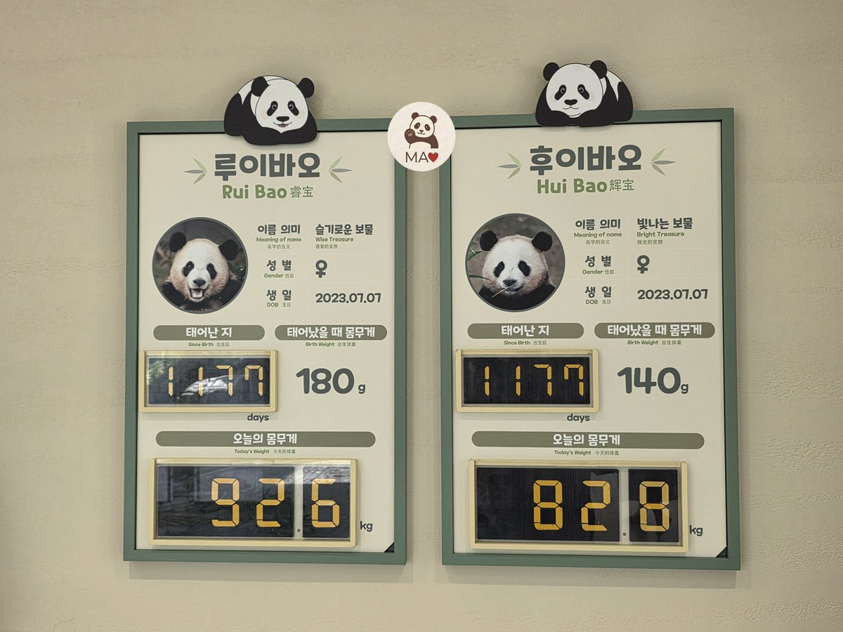 purinxiumin's tweet photo. 2026.09.26 토요일
가을🍁굿모닝 루이바오&amp;후이바오
오늘도 역시나 아쉽게도 실내😭
1️⃣잠이 덜 깬듯한(?) 후이의 당근먹방🥕
2️⃣둥이들 몸무게차이
3️⃣미션성공!!!
#Aibao #Lebao #Baofamily #Everland  #Fubao #푸바오 #Ruibao #루이바오 #Huibao #후이바오 https://t.co/r1emuGhZ7U