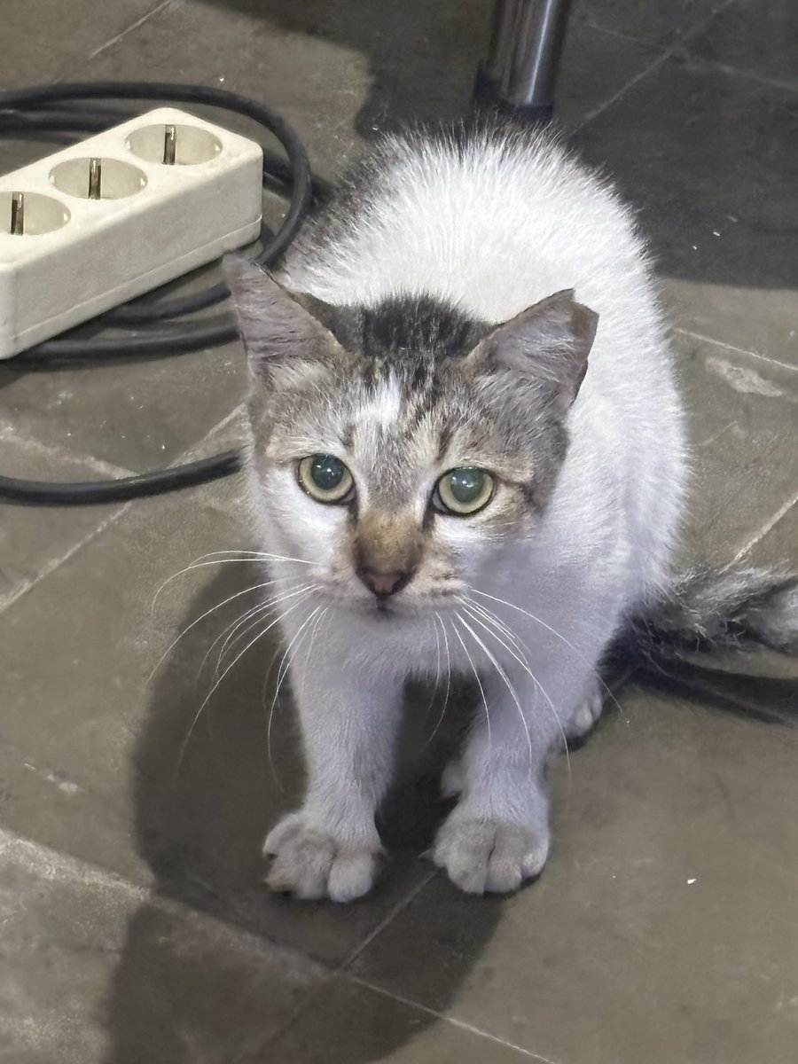 voevoem's tweet photo. Ini kucing mukanya kasian bgt huhuuuuuu😭😭😭😭😭😭maaf ya aku gabisa ngasih makanan masa aku kasih redvelvet ya mencret dong kamu https://t.co/Lx08GMtDs6