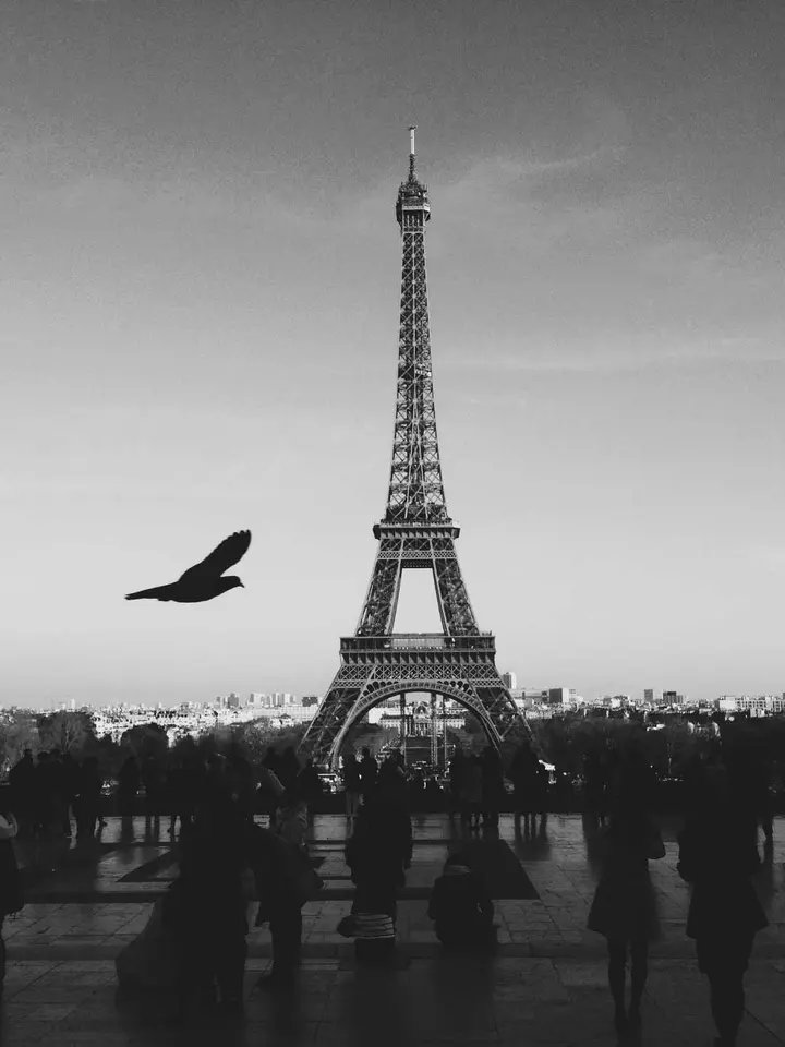 AlexisLeyvseef's tweet photo. Should sever, but should fail to strike the bird.🥰🤩 https://t.co/WR6X0iP6Mt