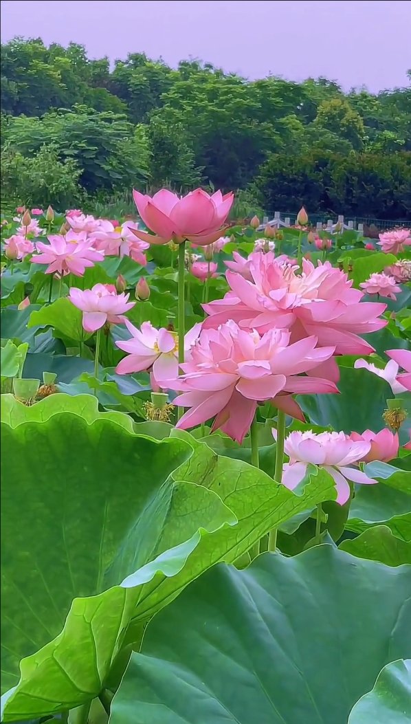 maluma00090's tweet photo. Today by the lake, I saw a woman polishing her morning bouquet of pink lotus flowers, looking so peaceful. https://t.co/SR7NzVWViw