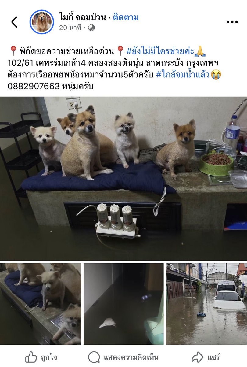 napqin1's tweet photo. 📍ขอความช่วยเหลือน้องๆหน่อยค่า 🥺
น้ำท่วมสูงมาก มีหมา 5 ตัวติดอยู่ในบ้าน

#น้ําท่วมกทม #ฝนตกหนัก #น้ำท่วม #ลาดกระบัง https://t.co/U0PMpLlUjS