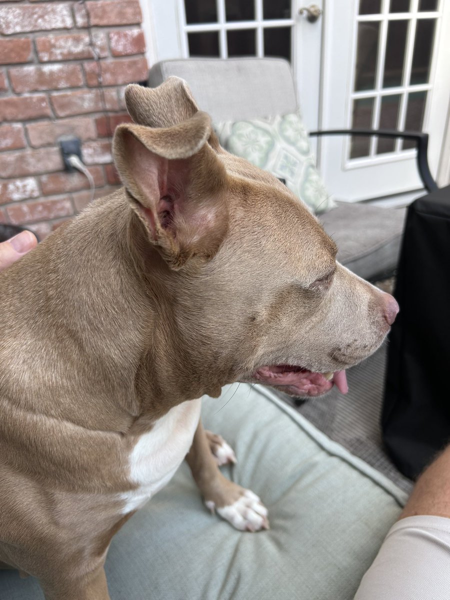 MelJHTX's tweet photo. My little mate has joined me 💞 #polly https://t.co/mEFYO1PnQB