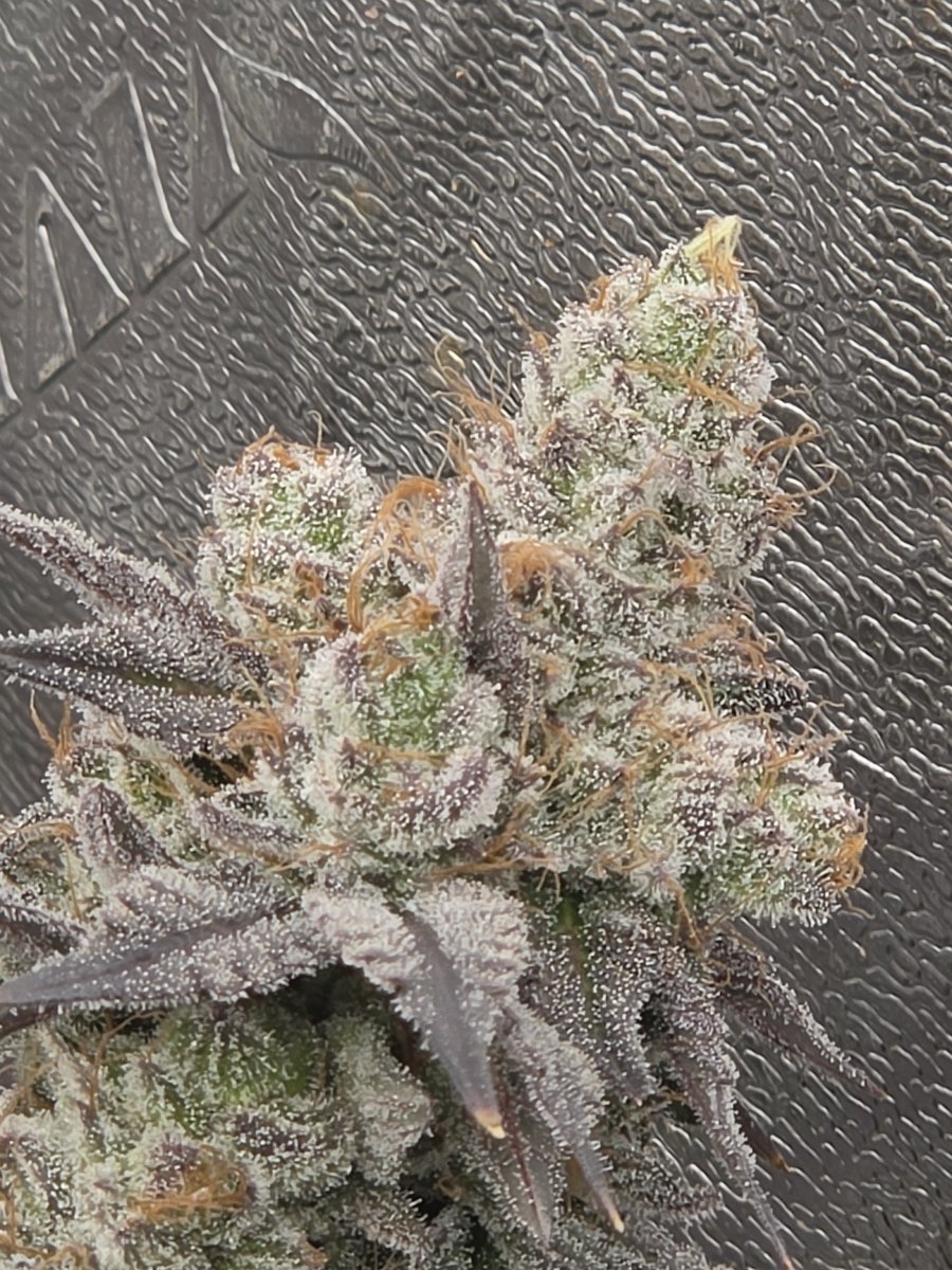 EpyonTheGreat's tweet photo. Black Sugar 2.0 from @SeedsmanSeeds https://t.co/Xqu1LYbpzk