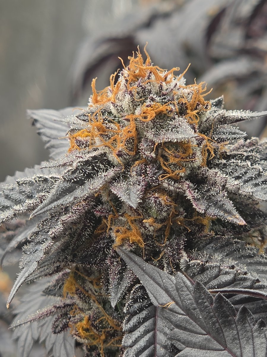 EpyonTheGreat's tweet photo. Black Sugar 2.0 from @SeedsmanSeeds https://t.co/Xqu1LYbpzk
