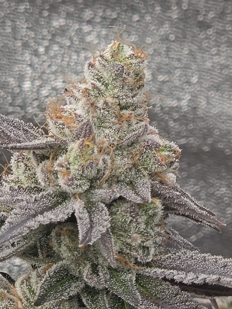 EpyonTheGreat's tweet photo. Black Sugar 2.0 from @SeedsmanSeeds https://t.co/Xqu1LYbpzk