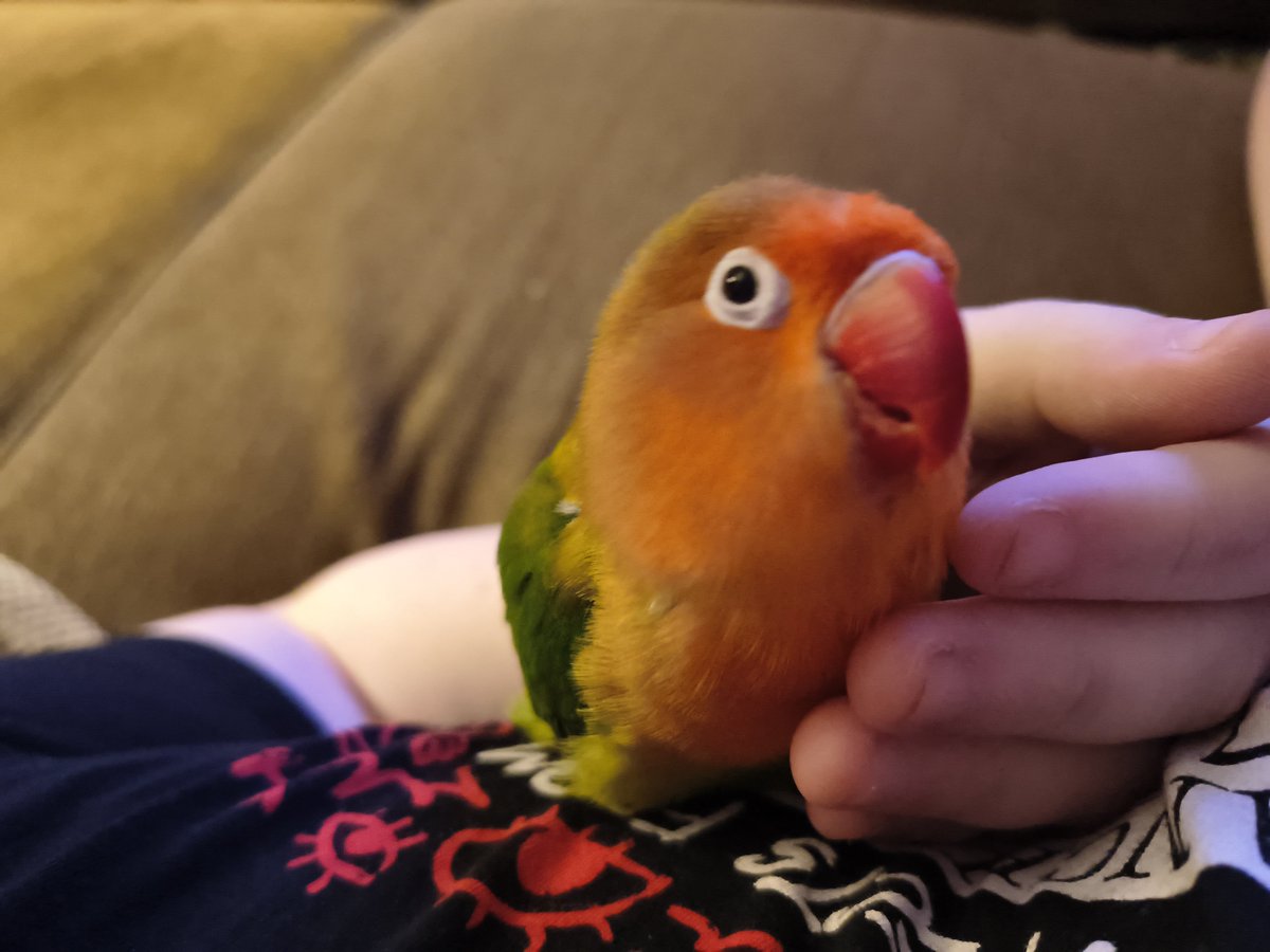 dykecupid's tweet photo. this is wicket she loves to snuggle and bite. she should become a tatari because she is cute and awesome and there need to be more birds. she loves being pet on the head so much that shes started going bald. she loves apple and sunflower seeds. #FromPetToTatari #ClashOfCritters https://t.co/uumBlFxLH8