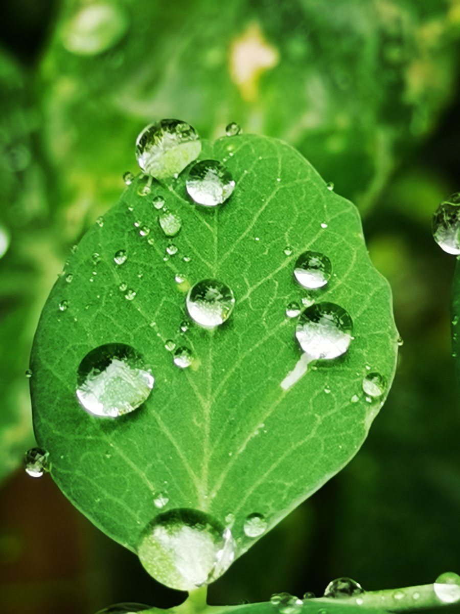 thi_khmsan's tweet photo. [Today I stumbled on a quiet spot under the oak, the dewdrops glistening like stars and I felt so content]， https://t.co/U1fUvBLi5G