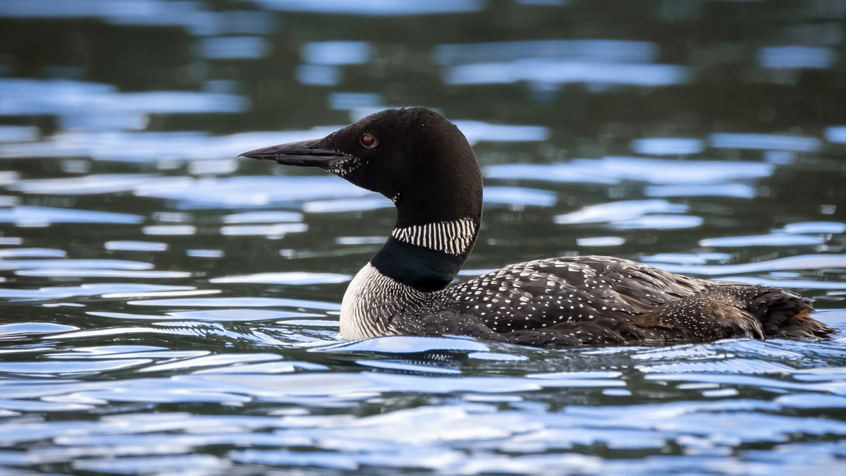 JeniferMisz6's tweet photo. Family moments on the water. Capturing this adult Common Loon beside its chick was rare and challenging. Tracking them across the ripples and nailing focus required immense patience, but their quiet connection made every difficult second worth it. https://t.co/p8144Wea5f