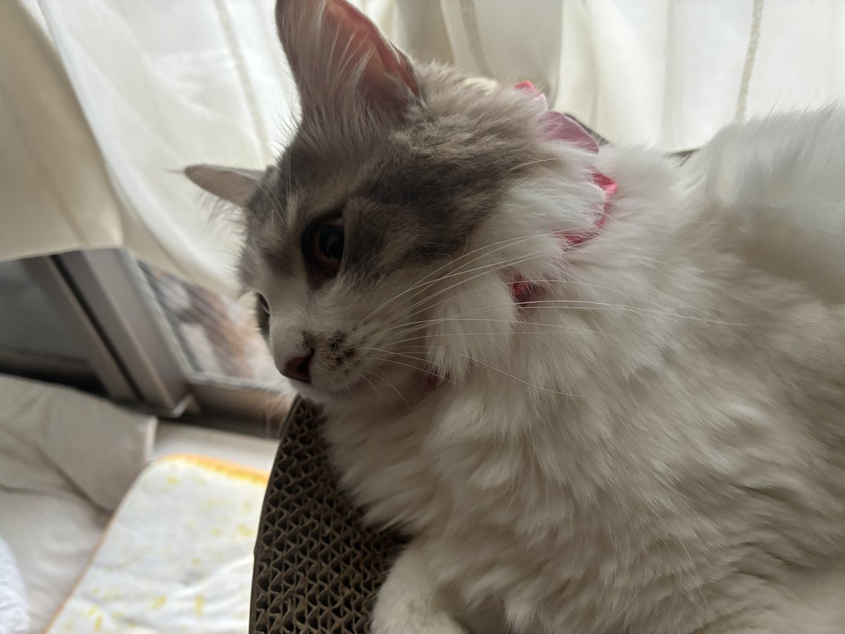 nanimonzya's tweet photo. 本日の
シュシュつけてる https://t.co/dEqnan8QSA