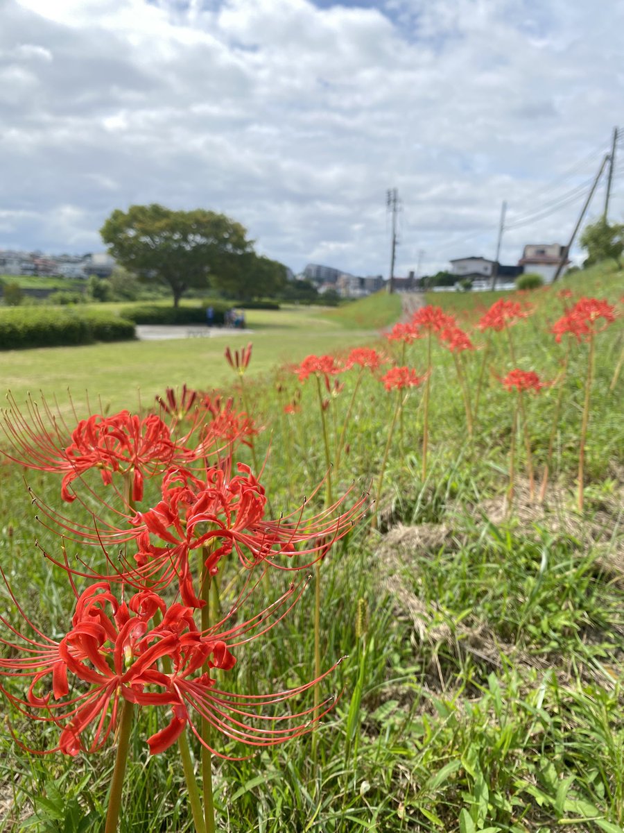 dreadrock_rasta's tweet photo. 七北田川友愛緑地の彼岸花
ここは毎年のお楽しみちょっと早かったか
（写真の日時は9月の中頃の正午過ぎ）
でもな咲いたばかりの赤が鮮やかな彼岸花
これを見られただけでよかった

いっぺん死んでみる？
とりあえずあの名台詞を言っておく

時差投稿はこちらの不手際、謝罪する https://t.co/ARKY9oEkMa