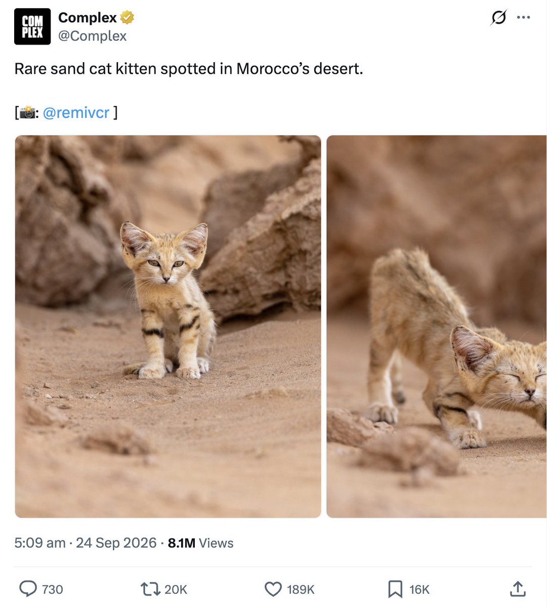 AJH_sol's tweet photo. the thesis for Sand Kitten is simple. 

if @LaunchOnSF is going to work, it needs both crypto AND stock-quoted pairs to run to high valuations.

most of the platform’s attention so far has sat on crypto pairs. they have a proven winner here in $ZCAT.

a stock paired winner is yet to emerge, and attention is turning towards these pairs.

@SanDisk is the best performing major stock year-to-date with a 650% gain. it’s a household name that trades like a meme.

sand kitten is the cutest viral cat to emerge online this year.

$SNDK / $SNDK is the cleanest possible pair. the memecoin ticker matches the stock asset you earn.

great meme paired with great fundamental stock. 

if there is going to be a standout stock pair to come from $stonk this cycle, this is exactly how it should look.