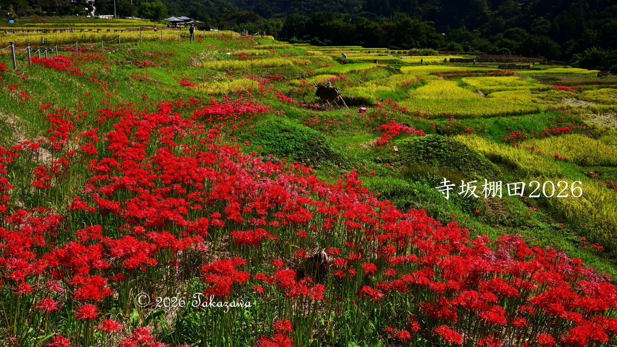 ShibazakuraC's tweet photo. 埼玉県横瀬町の寺坂棚田は、農水省の「つなぐ棚田遺産」に埼玉県内で唯一認定されてる埼玉県内最大級の棚田。
今年は彼岸花の開花が早く、稲刈りが遅れてるようで田ん��の黄金色と真っ赤な彼岸花の共演が。9月27日（日）は彼岸花まつりが開催。詳細は横瀬町観光Webを参照。
https://t.co/7z88itt75D https://t.co/0uLHf1ZOFZ