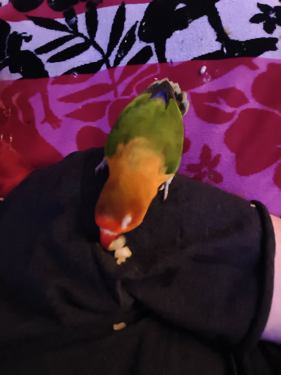 dykecupid's tweet photo. this is wicket she loves to snuggle and bite. she should become a tatari because she is cute and awesome and there need to be more birds. she loves being pet on the head so much that shes started going bald. she loves apple and sunflower seeds. #FromPetToTatari #ClashOfCritters https://t.co/uumBlFxLH8