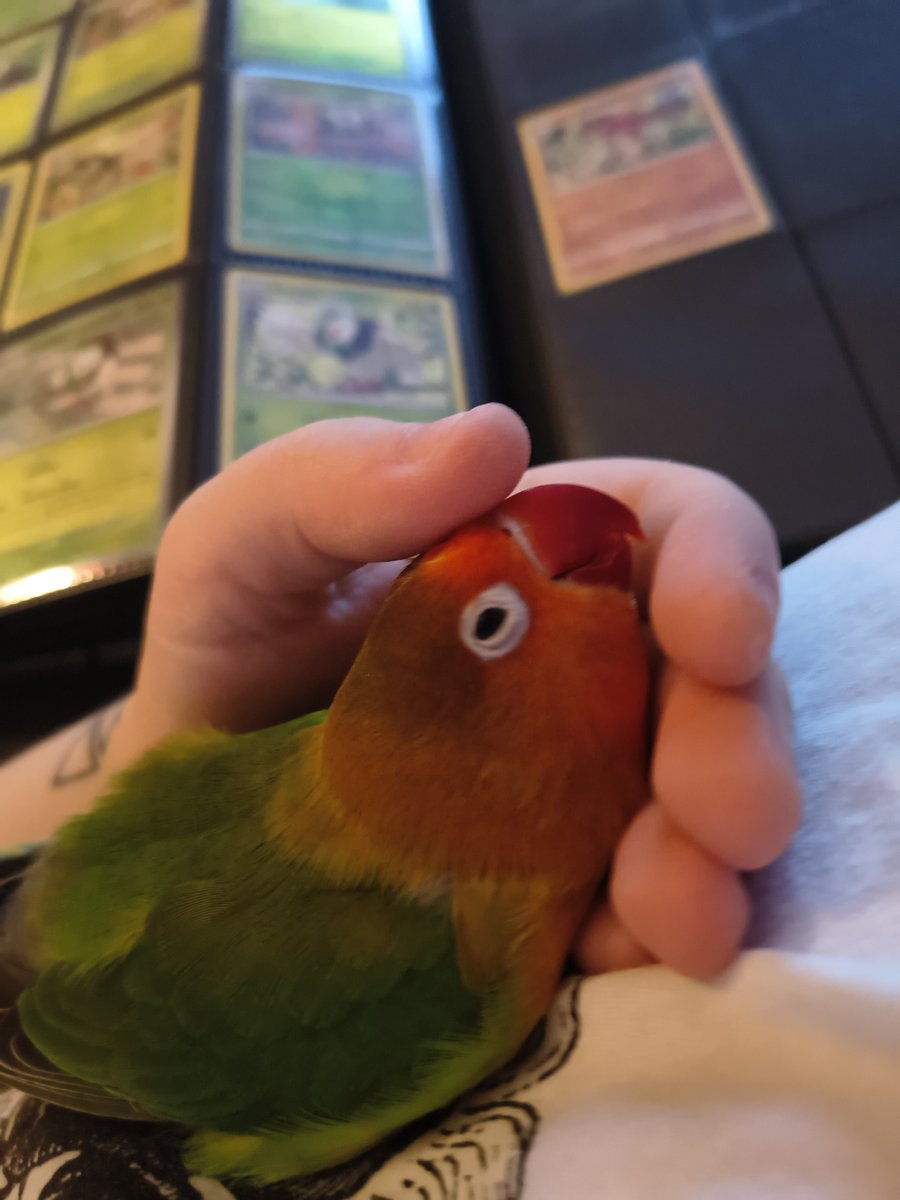 dykecupid's tweet photo. this is wicket she loves to snuggle and bite. she should become a tatari because she is cute and awesome and there need to be more birds. she loves being pet on the head so much that shes started going bald. she loves apple and sunflower seeds. #FromPetToTatari #ClashOfCritters https://t.co/uumBlFxLH8