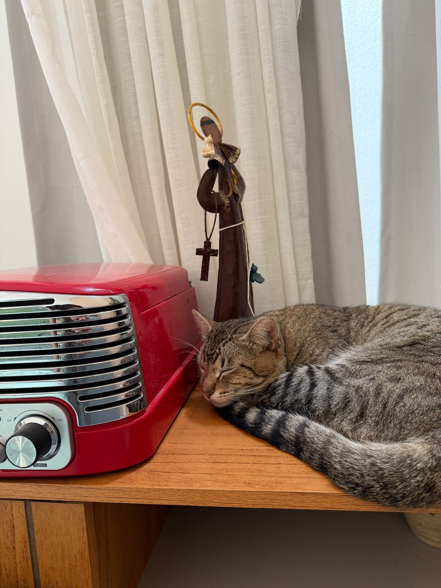 thollandily's tweet photo. e meu gato que é devoto de São Francisco de Assis E de Nossa Senhora, muito gatólico https://t.co/VQbuYnnXvX