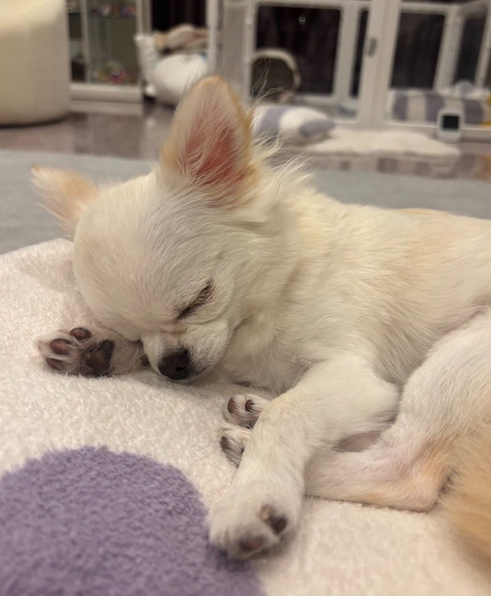 prettys2natalie's tweet photo. 本日の営業終了です https://t.co/mXmDAYOY7J
