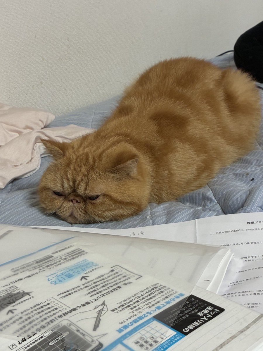 k_mtkz's tweet photo. お姉ちゃんがテスト勉強してるから遊んでくれない(´･з･`)ﾌﾞｰ

 #エキゾチックショートヘア https://t.co/4qaD2hIFYj