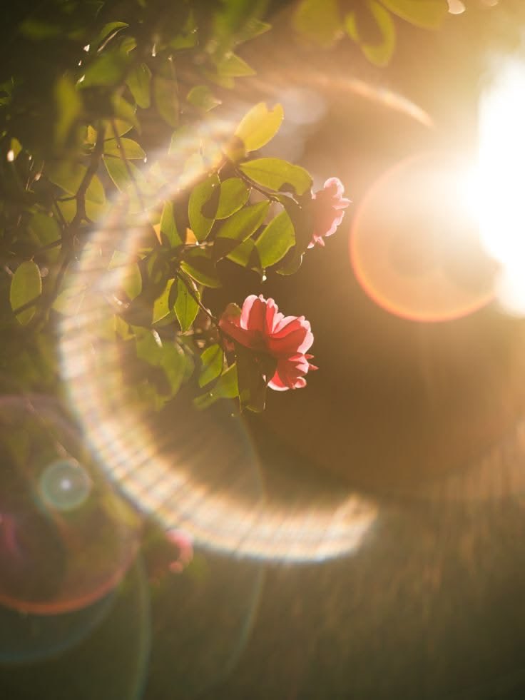 NICOLEaeth's tweet photo. the sun steals a kiss that should be yours ☀️✨ https://t.co/A5swjtU0ch