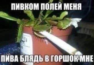PeaBlazePot's tweet photo. да похуй уже в целом https://t.co/pUxzx5ME8g