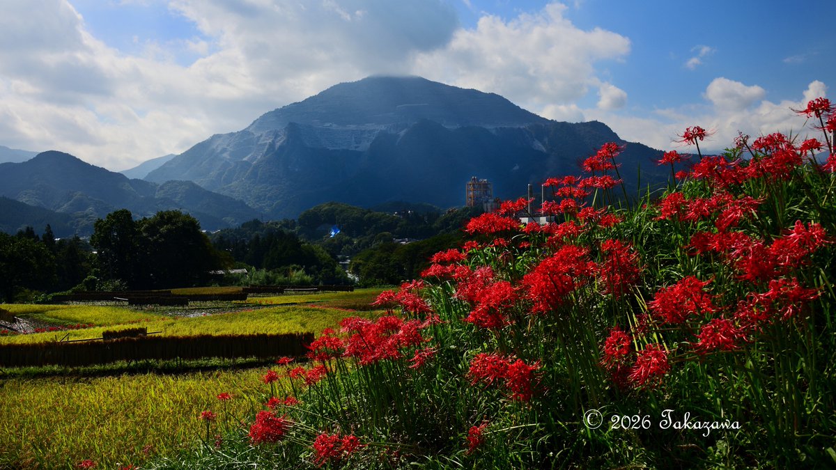 ShibazakuraC's tweet photo. 埼玉県横瀬町の寺坂棚田は、農水省の「つなぐ棚田遺産」に埼玉県内で唯一認定されてる埼玉県内最大級の棚田。
今年は彼岸花の開花が早く、稲刈りが遅れてるようで田ん��の黄金色と真っ赤な彼岸花の共演が。9月27日（日）は彼岸花まつりが開催。詳細は横瀬町観光Webを参照。
https://t.co/7z88itt75D https://t.co/0uLHf1ZOFZ